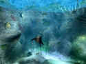 Ecco the Dolphin