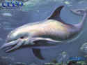 Ecco the Dolphin