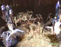Chaos Legion
