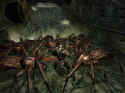 Dungeons & Dragons Online