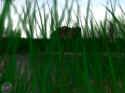 Codename: Xtreeme Forces