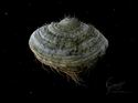 Samorost 2
