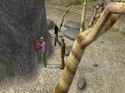 Myst Online: Uru Live