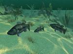 Bass Tournament Tycoon