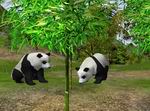 Wildlife Zoo: Deluxe Edition