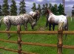 Wildlife Park 2: Horses