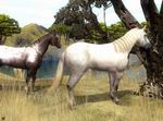 Wildlife Park 2: Horses