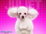 Hotel for Dogs
