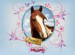 Pony Friends 2