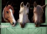 Pony Friends 2